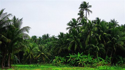 皇冠猴的茶奶茶